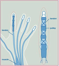 Flexor1_c » Dr. Norman Weinzweig